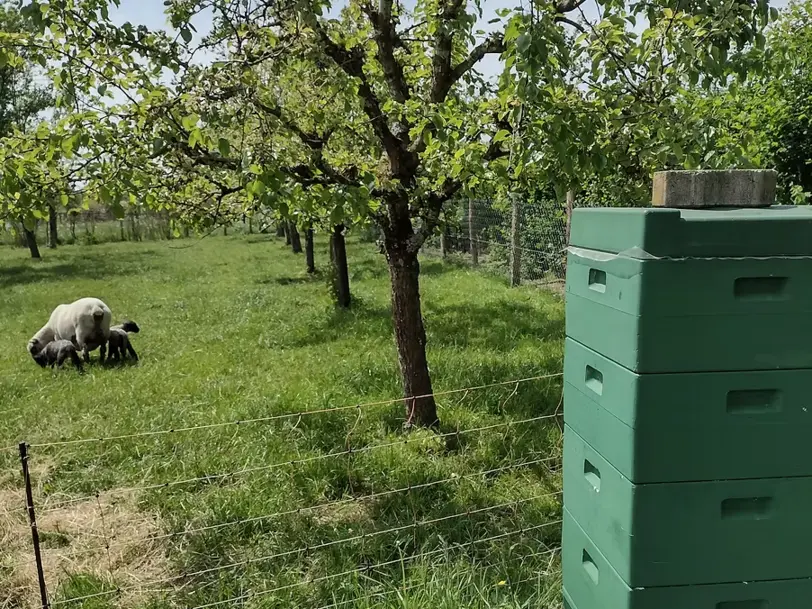 Weidefleisch Heinen in Niederlauch
